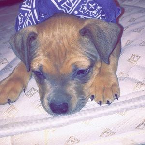 Meet your Posher, Damion